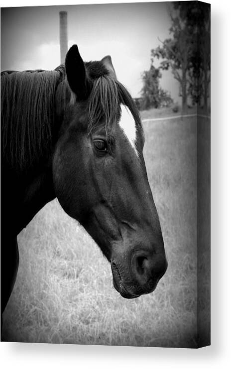 Horse Canvas Print featuring the photograph Ebony Beauty by Laurie Perry