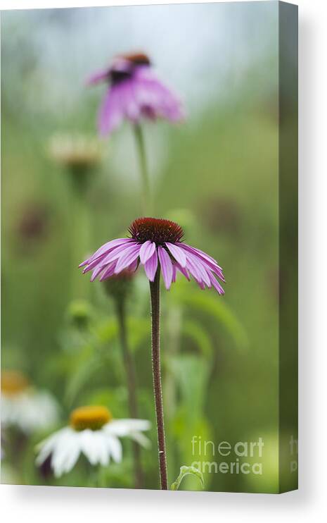 Echinacea Purpurea Canvas Print featuring the photograph Echinacea Purpurea Magnus by Tim Gainey