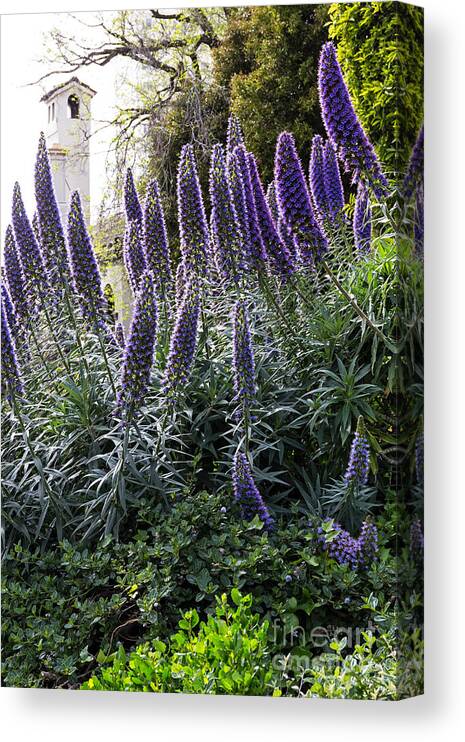 Backlight Canvas Print featuring the photograph Echium and Tower by Kate Brown