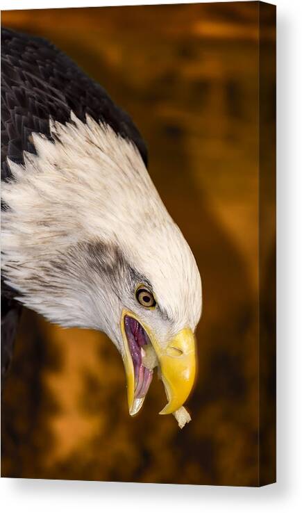 Eagle Canvas Print featuring the photograph Edgy Amber Eagle by Bill and Linda Tiepelman