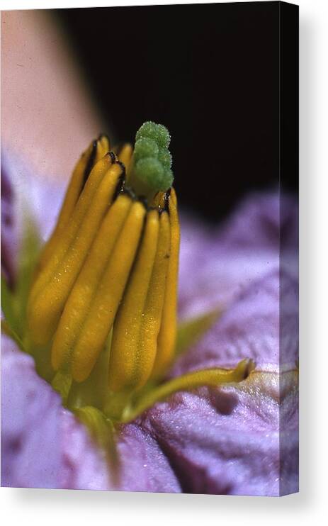 Retro Images Archive Canvas Print featuring the photograph Egg Plant Flower by Retro Images Archive