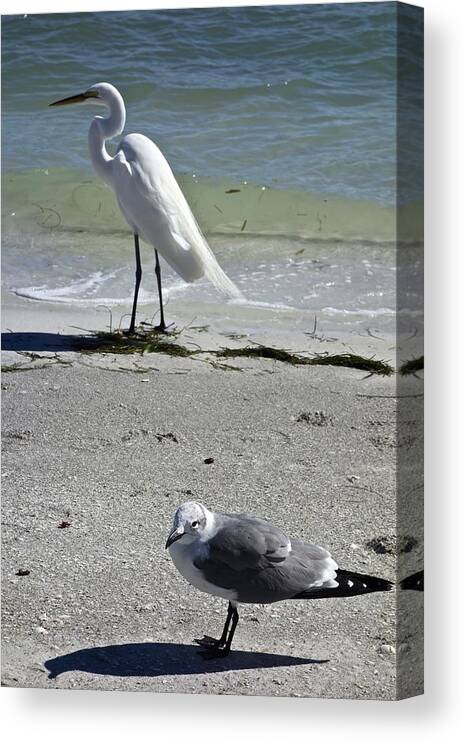 Photograph Canvas Print featuring the photograph Egret and Seagull by Joan Reese
