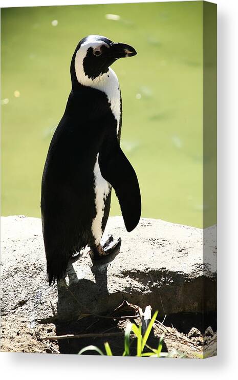 Penguins Canvas Print featuring the photograph Elegance by Aidan Moran