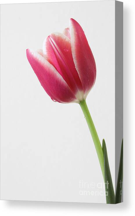Tulips Canvas Print featuring the photograph Elegance by Anita Oakley