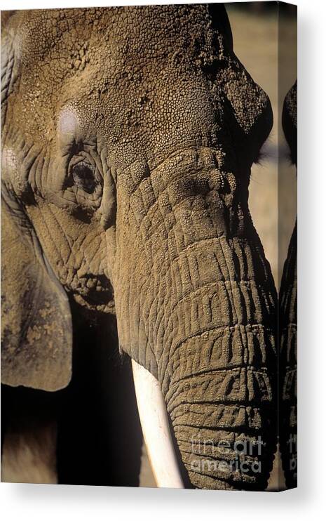 Elephant Canvas Print featuring the photograph Elephant Portraint by John Harmon