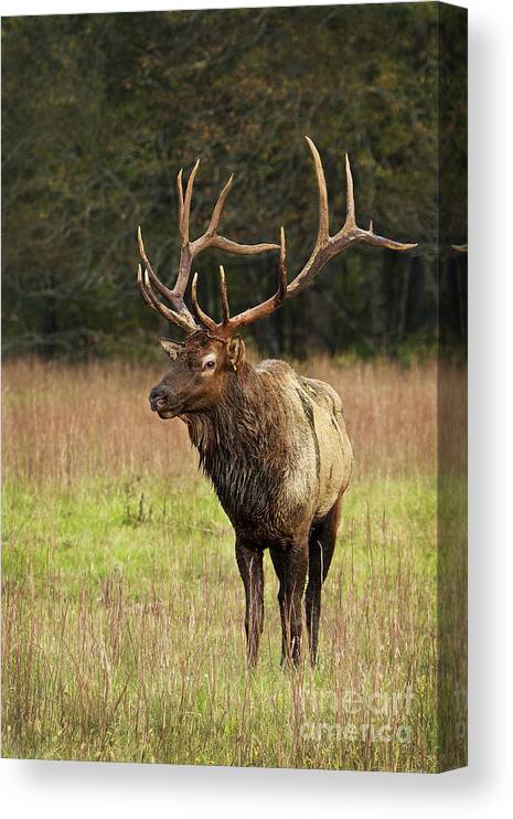 Elk Canvas Print featuring the photograph Elk 2 by Carrie Cranwill