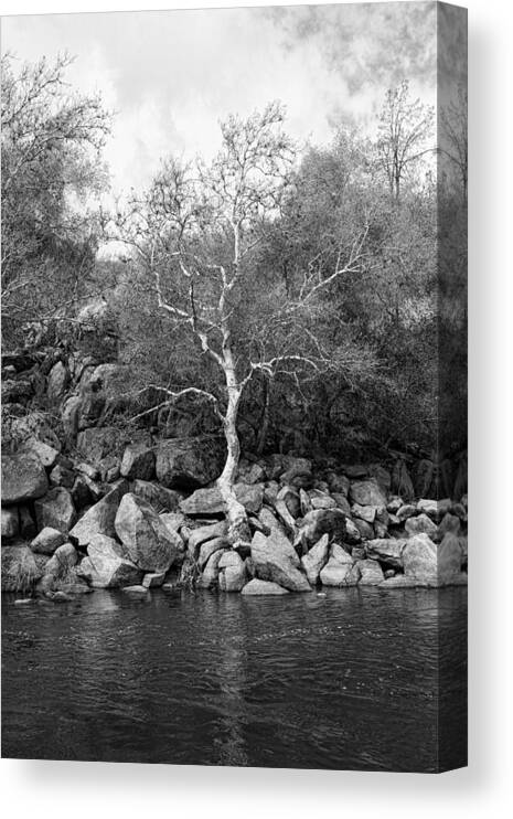 Kern Canvas Print featuring the photograph Elm Tree Kern River by Hugh Smith
