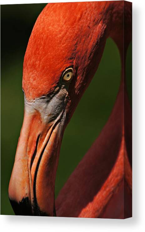 Flamingo Canvas Print featuring the photograph Elongated and Elegant by Leda Robertson
