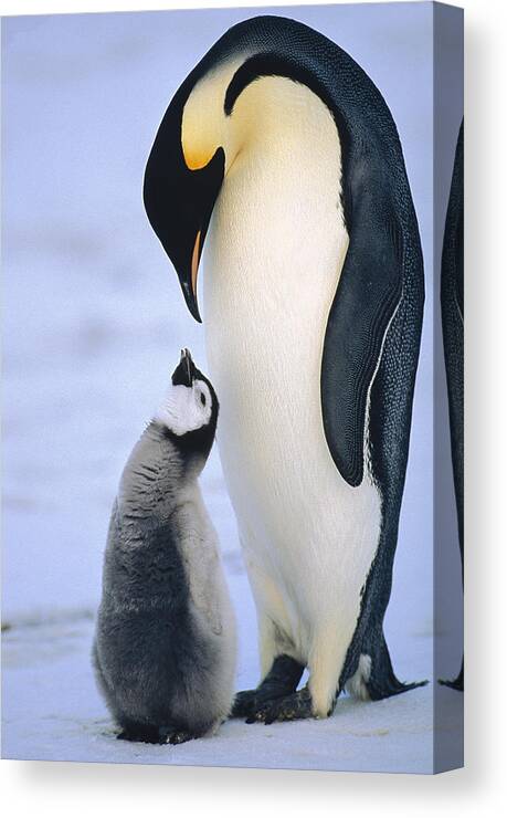 Feb0514 Canvas Print featuring the photograph Emperor Penguin Adult With Chick by Konrad Wothe