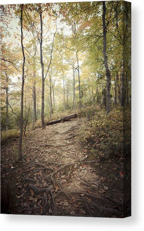 Forest Canvas Print featuring the photograph Enchanting Forest by Debbie Karnes