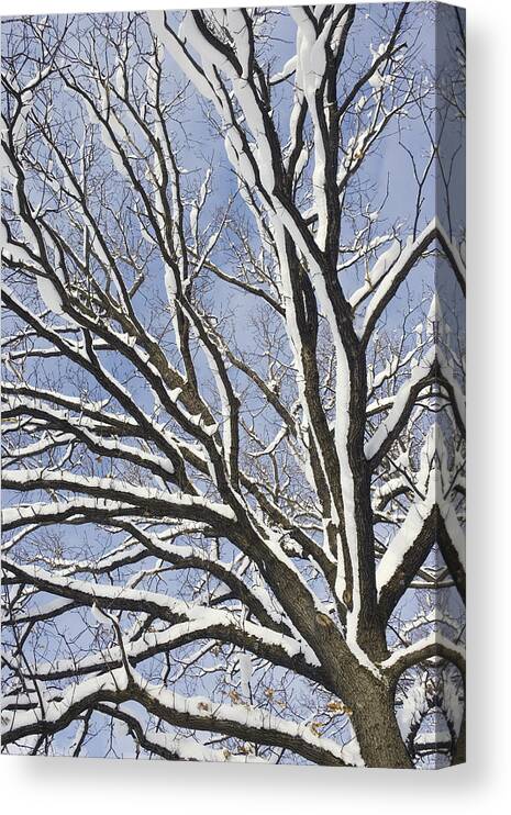 Feb0514 Canvas Print featuring the photograph English Oak Tree In Snow Bavaria Germany by Konrad Wothe