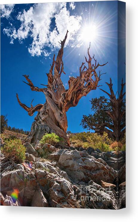 Ancient Bristlecone Pine Forest Canvas Print featuring the photograph Eternity - Dramatic view of the Ancient Bristlecone Pine Tree with Sun Burst. by Jamie Pham