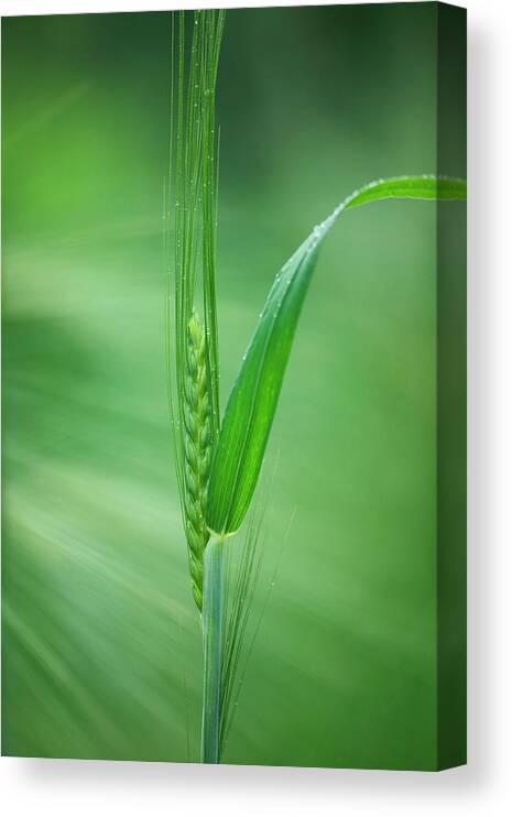 Ethiopian Oats Canvas Print featuring the photograph Ethiopian Oats (avena Abyssinica) by Sam K Tran/science Photo Library