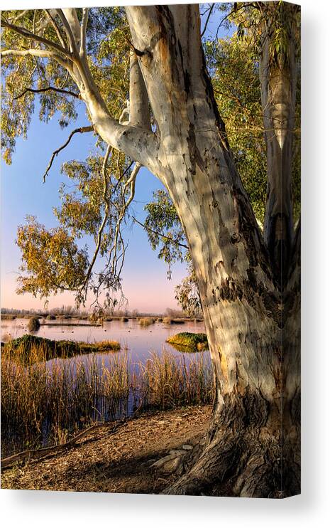 Eucalyptus Canvas Print featuring the photograph Eucalyptus Morning by Kathleen Bishop