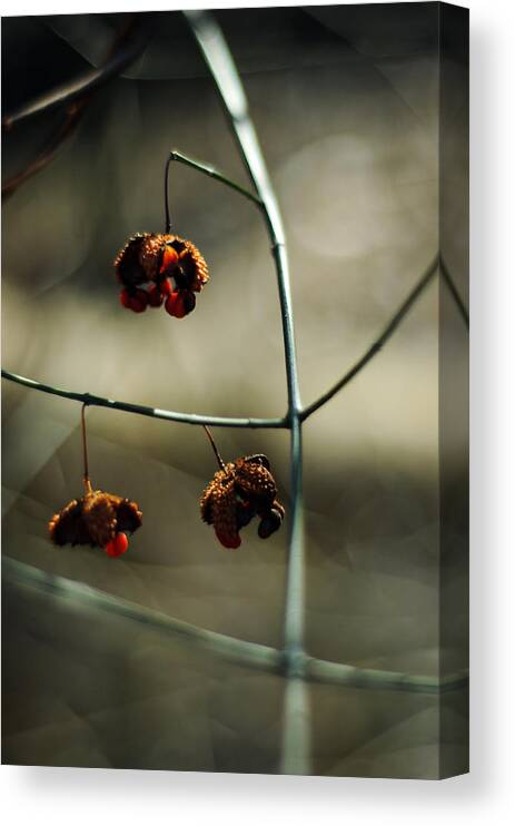 Euonymus Americanus Canvas Print featuring the photograph Euonymus americanus Winter Form by Rebecca Sherman
