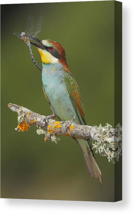 Bia Canvas Print featuring the photograph European Bee-eater With Dragonfly Prey by Andres M. Dominguez