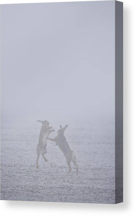 Flpa Canvas Print featuring the photograph European Hares Boxing by Elliott Neep