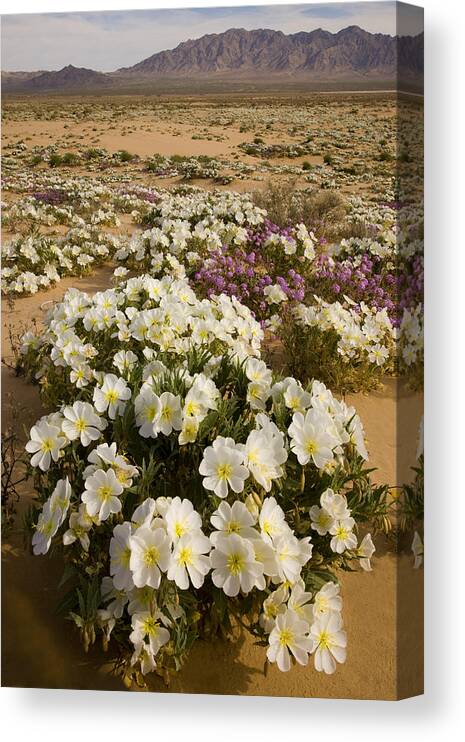 Feb0514 Canvas Print featuring the photograph Evening Primrose Joshua Tree Np by Tom Vezo