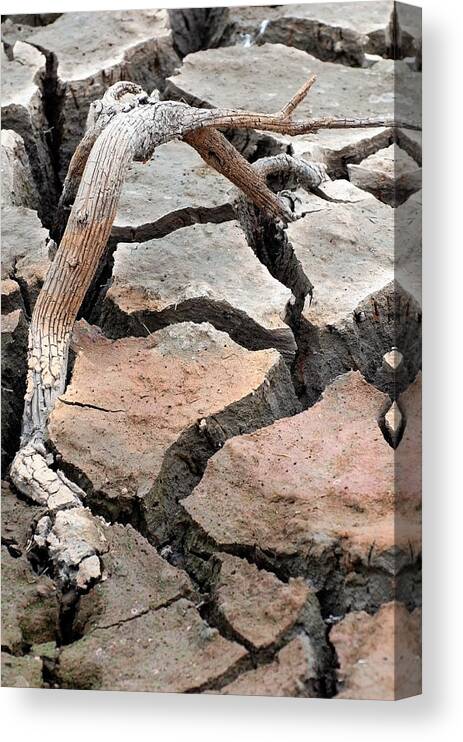 Dirt Canvas Print featuring the photograph Evidence Of Wood by Teri Schuster