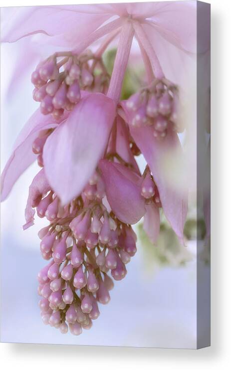 Rose Grapes Canvas Print featuring the photograph Exotic Malaysian Orchid by Julie Palencia