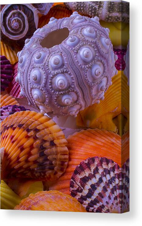 Exotic Canvas Print featuring the photograph Exotic Sea Shells by Garry Gay