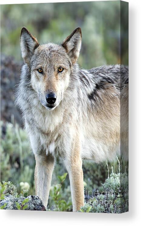 Wolf Canvas Print featuring the photograph Eye Contact with a Gray Wolf by Deby Dixon