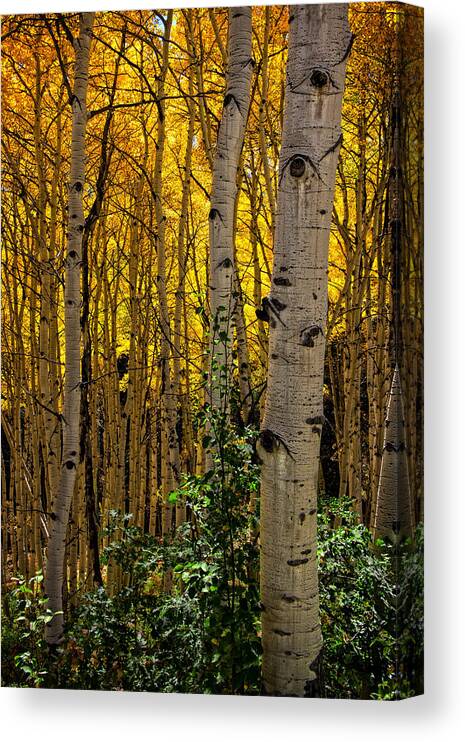 Colorado Canvas Print featuring the photograph Eyes of the Forest by Ken Smith