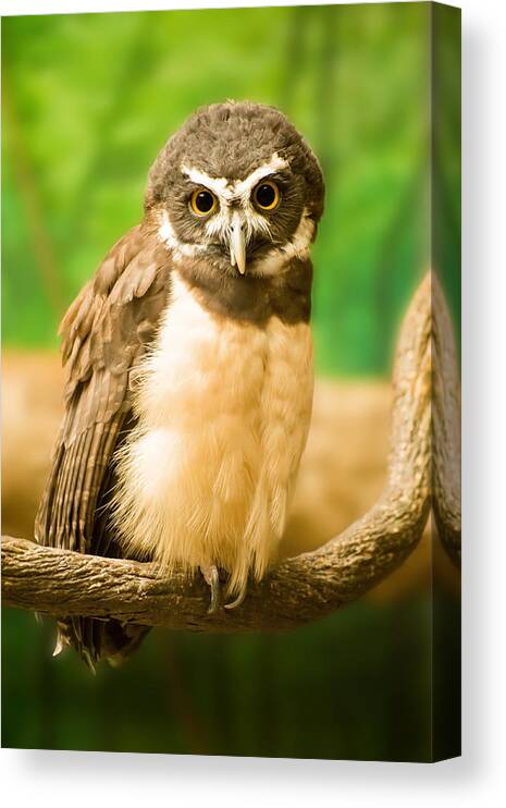 Owl Wall Art Canvas Print featuring the photograph Eyes Wide Open by Gregory Ballos