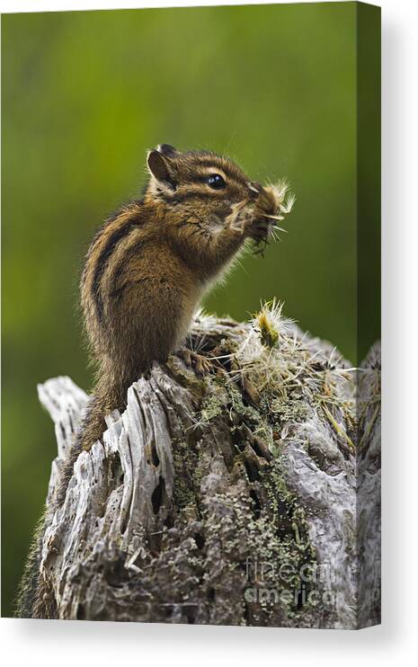 Chipmunk Canvas Print featuring the photograph Face Full of Dandelion by Sonya Lang