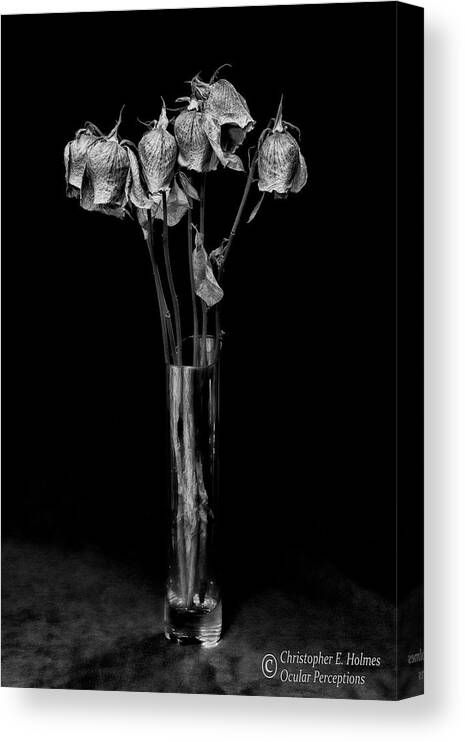 Flower Canvas Print featuring the photograph Faded Long Stems - BW by Christopher Holmes