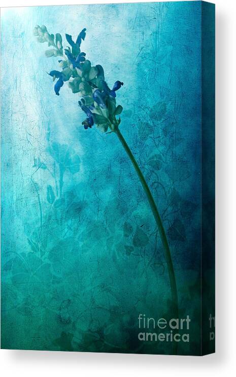 Flower Painting Canvas Print featuring the digital art Fae by John Edwards
