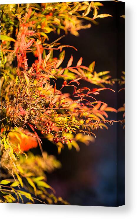 Berries Canvas Print featuring the photograph Fall Berries by Mike Lee