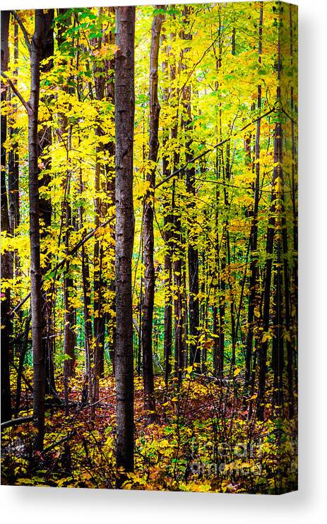 Leaves Canvas Print featuring the photograph Fall Forest by Michael Arend