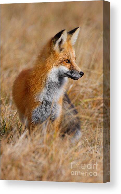 Red Canvas Print featuring the photograph Fall Fox by Bill Singleton