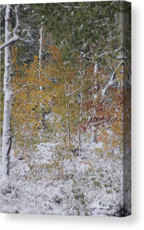 Snow Canvas Print featuring the photograph Fall In To Winter XI by Brandi Mavretic