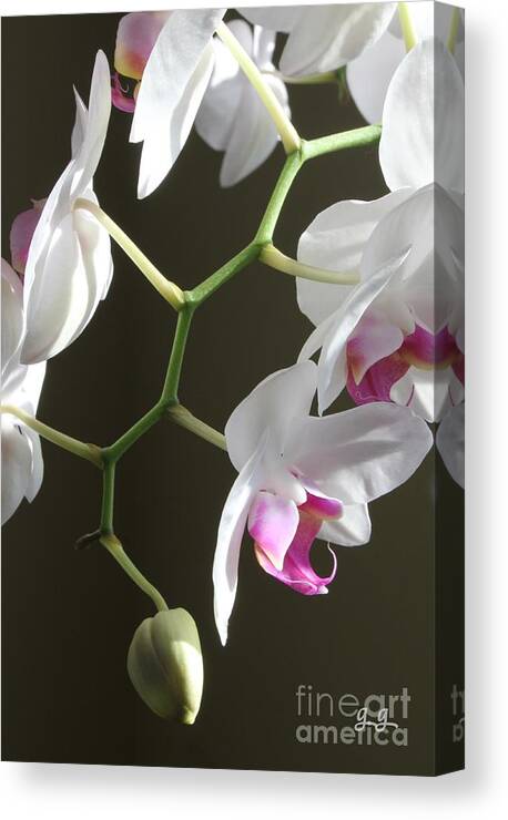 Tropical Canvas Print featuring the photograph Family Twig by Geri Glavis