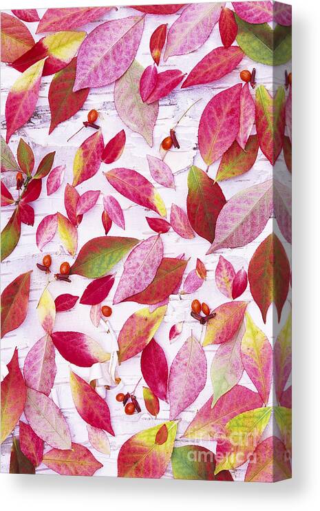 Fall Canvas Print featuring the photograph Fancy Colors by Alan L Graham