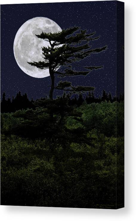 Tree In Silhouette Canvas Print featuring the photograph Favorite Tree in Full Moon Silhouette by Marty Saccone