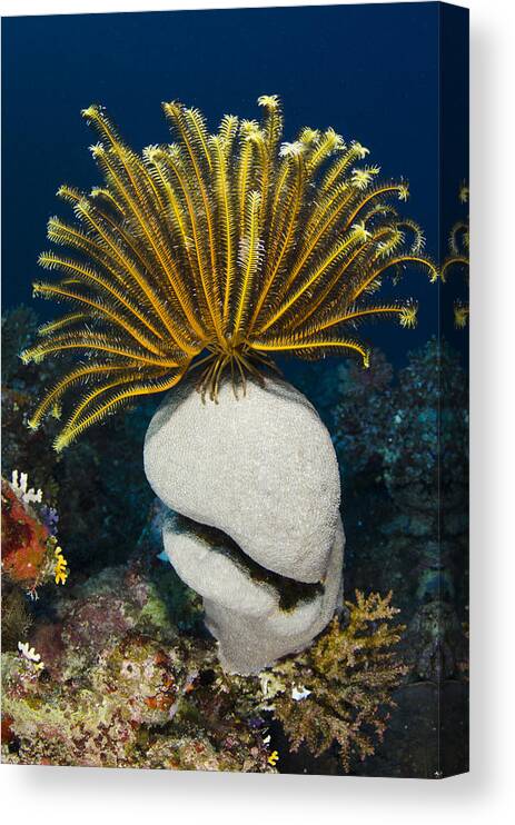Pete Oxford Canvas Print featuring the photograph Feather Star On Rainbow Reef Fiji by Pete Oxford