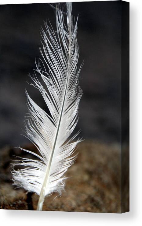 White Canvas Print featuring the photograph white Lake Erie Seagull Feather by Valerie Collins