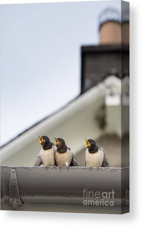 Hirundo Rustica Canvas Print featuring the photograph Feed Me by Tim Gainey