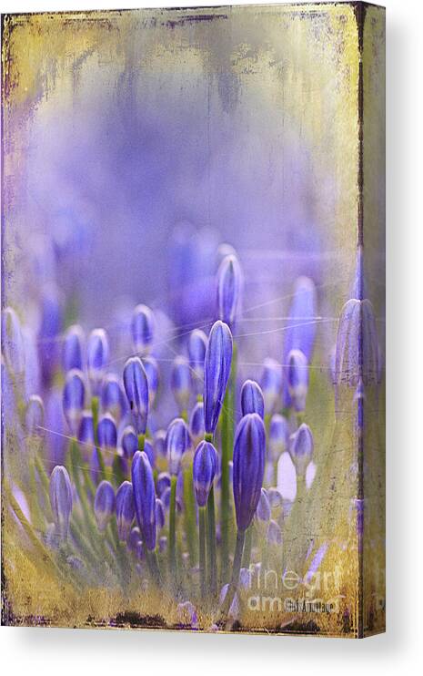  Blue Canvas Print featuring the photograph Feelin' blue ... by Chris Armytage