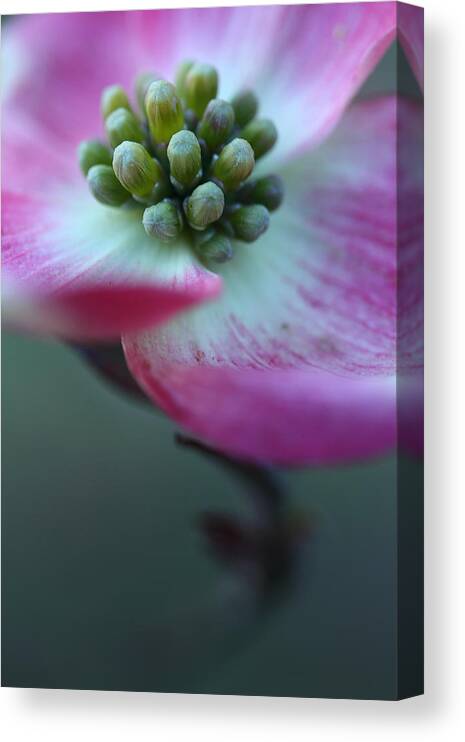 Dogwood Canvas Print featuring the photograph Feeling Good by Michael Eingle