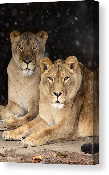 Lion Canvas Print featuring the photograph Female Lions by Ann Bridges