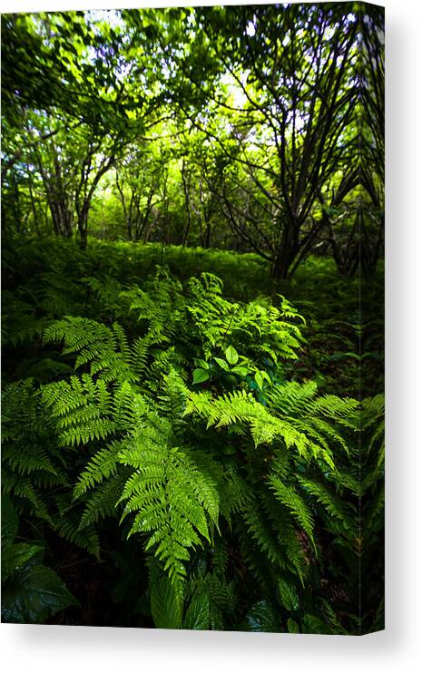 Park Canvas Print featuring the photograph Fern Forest by Serge Skiba