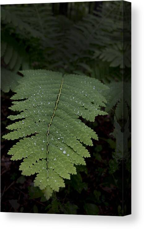 Fern Canvas Print featuring the photograph Fern In The Dark by Lindsey Weimer