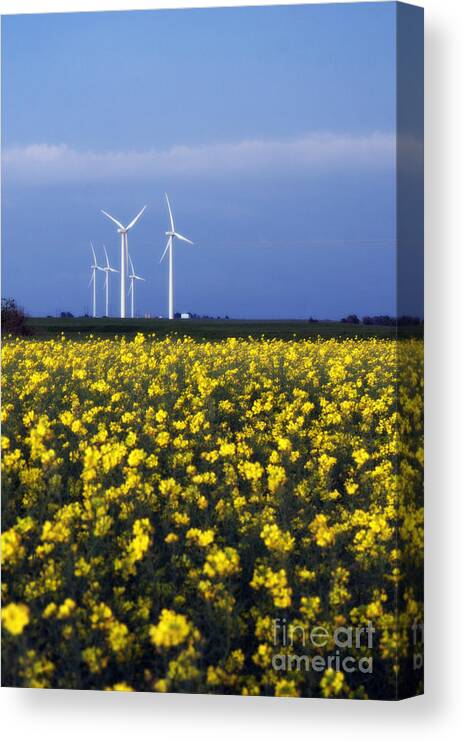 Windmill Canvas Print featuring the photograph Fields of Gold by Jim McCain