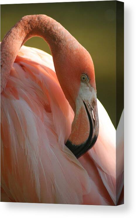 Animal Canvas Print featuring the photograph Flamingo by Scott Cunningham