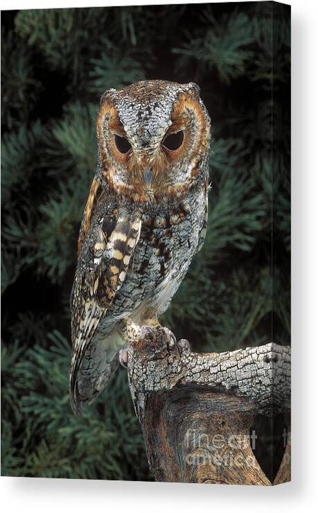 Animal Canvas Print featuring the photograph Flammulated Owl by Anthony Mercieca