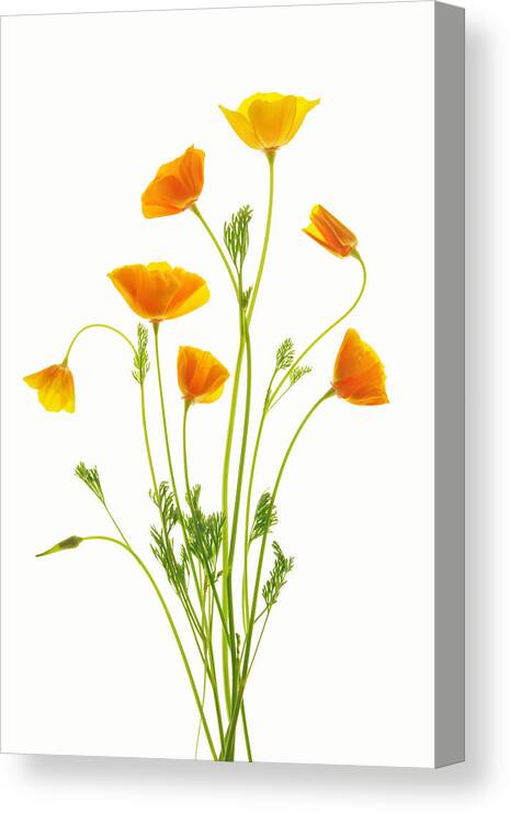 Flowers Canvas Print featuring the photograph Fleurs d'oranger by Leda Robertson